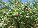 Souvenir de Madame Léonie Viennot rose photo