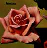 Fémina rose photo