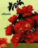 Atlantic ® rose photo