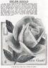 Helen Gould rose photo
