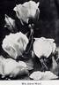 Mrs. Aaron Ward rose photo
