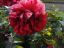 Deep Impression rose photo