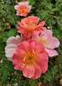 Carillon rose photo