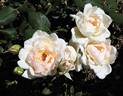 Comtesse de Cassagne rose photo
