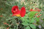 Demain rose photo