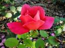 Diana Cant rose photo