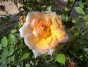 Feu Pernet-Ducher rose photo