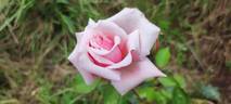 Madame Edmond Rostand rose photo