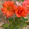 Contempo rose photo
