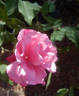 Five Yuan rose photo