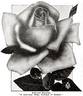 Edward Mawley rose photo