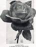 Laurent Carle rose photo