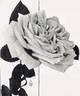 Molly Sharman-Crawford rose photo
