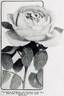Radiance rose photo