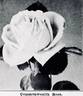 Commonwealth rose photo