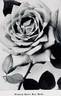 Francis Scott Key rose photo