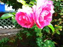Polar Sun ® rose photo