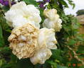 Aimée Vibert rose photo