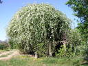 <i>Rosa</i> X <i>fortuneana</i> Lem. rose photo