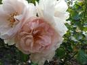Laika rose photo