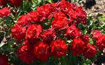 Cayenne rose photo