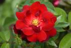 Cayenne rose photo