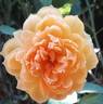 Carolyn Knight rose photo