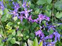 Sizaya Ptitsa clematis photo