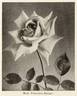 Mademoiselle Francisca Krüger rose photo