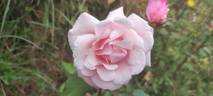Madame Edmond Rostand rose photo