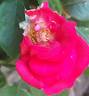 Dominica rose photo