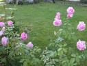Liparfum rose photo