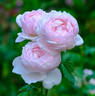 Chaucer rose photo