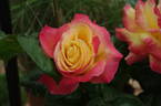 Gemma de Sauch rose photo