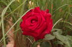Perla Negra rose photo
