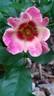 Sunshine Babylon Eyes rose photo