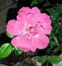 Knirps ® rose photo