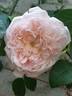 St. Swithun ™ rose photo