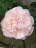 St. Swithun ™ rose photo