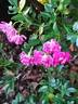 Super Excelsa ® rose photo