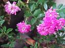 Super Excelsa ® rose photo