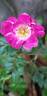 Super Excelsa ® rose photo