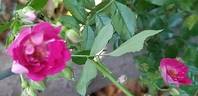 Super Excelsa ® rose photo