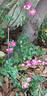 Super Excelsa ® rose photo