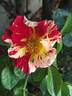 Vihaïpi ® rose photo