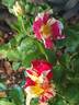 Vihaïpi ® rose photo