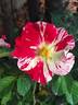 Vihaïpi ® rose photo