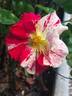 Vihaïpi ® rose photo
