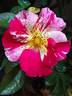 Vihaïpi ® rose photo