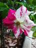 Vihaïpi ® rose photo